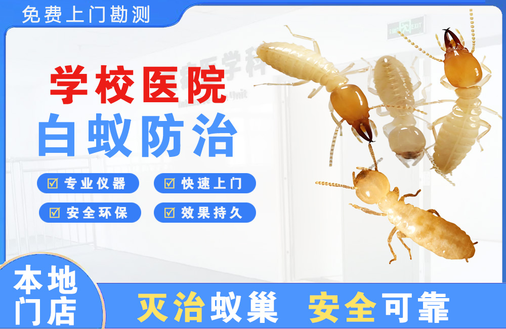 连云港学校医院白蚁防治
