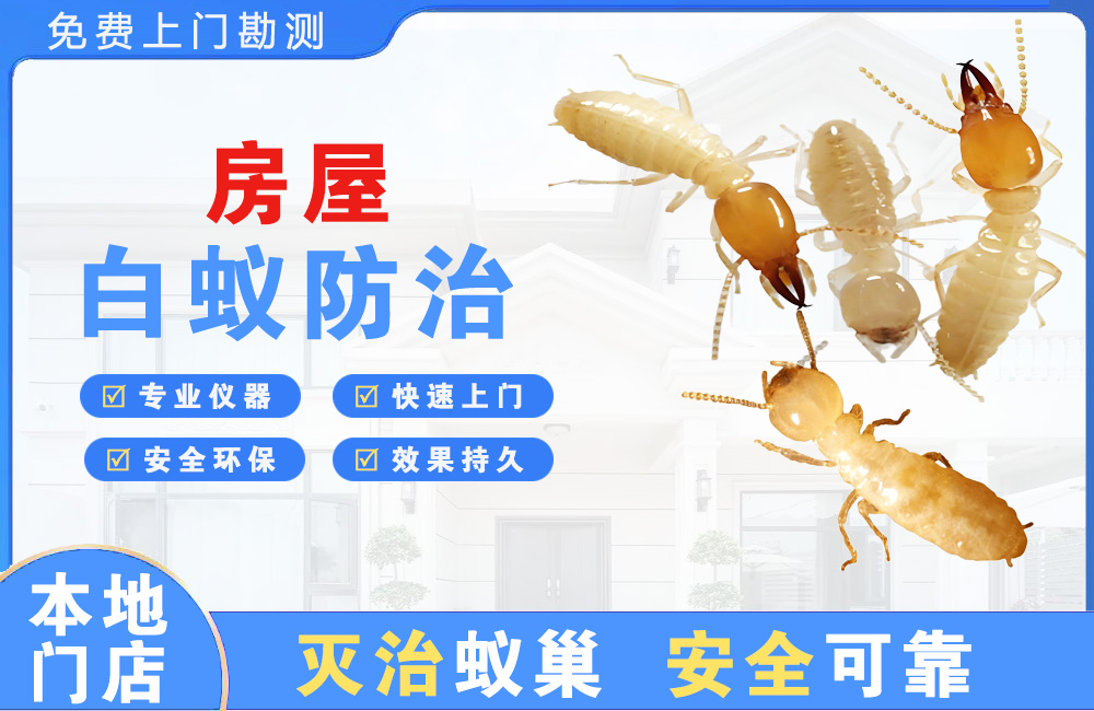 连云港房屋白蚁防治